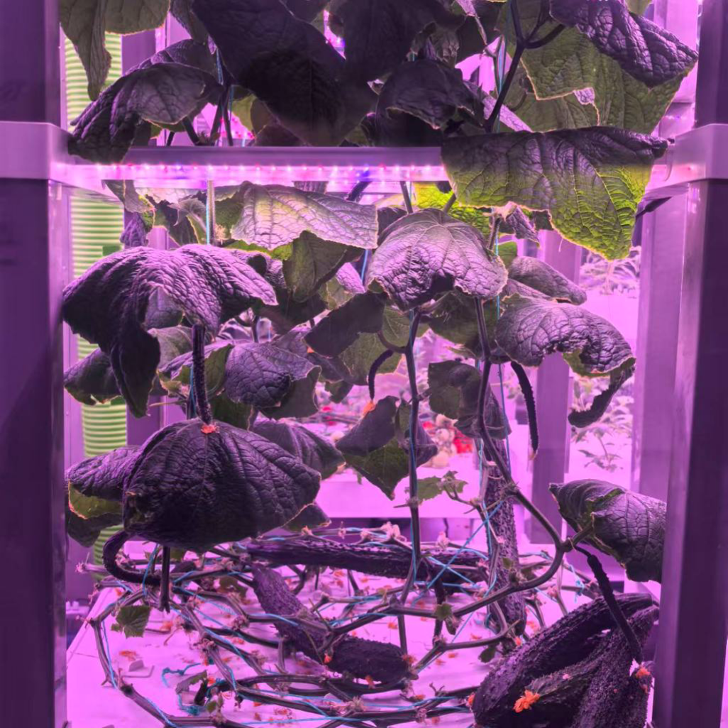 nt China Hydrokultur Grow Box  – обзор и цена Diy Home Automation System